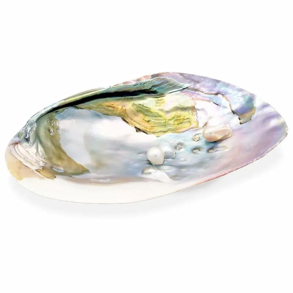 Раковина Abalone для окуривания с жемчужиной 16 см